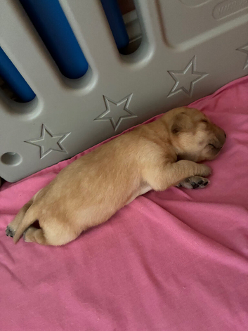 Pedigree lab puppies