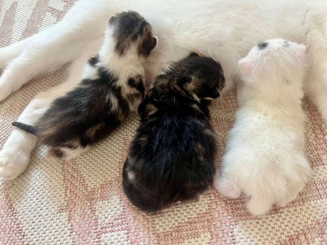 Three fluffy kittens!