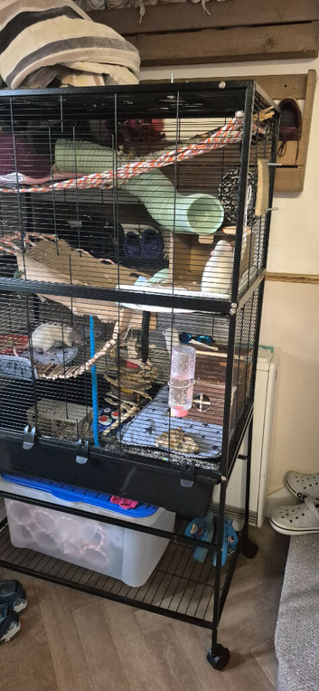 2 female young rats
