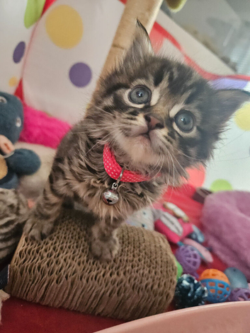 2 Kitten