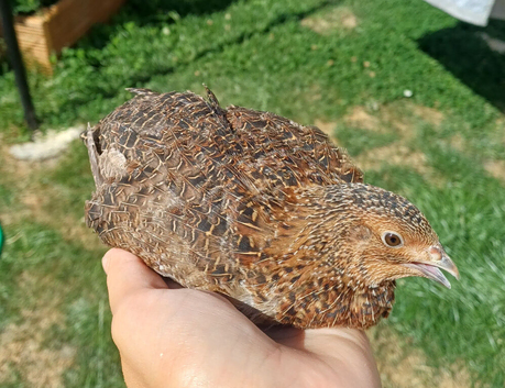 Rosetta coturnix quail