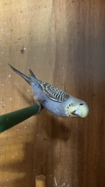 Budgie