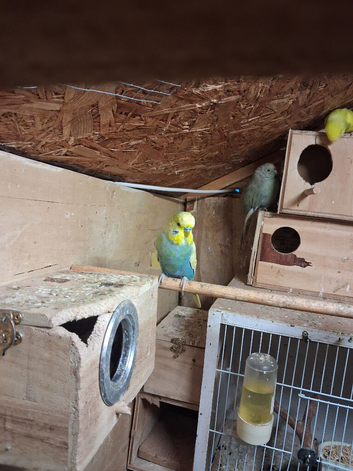 Budgies for sale