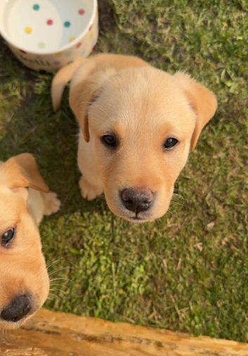 **Fox Red Labrador Puppies &ndash; Gorgeous Coats & Gentle Souls**