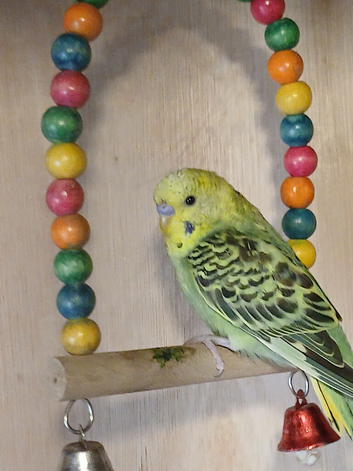 Budgies (2026 bird)