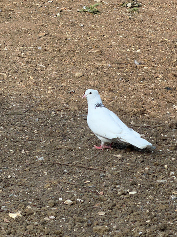 Pigeons for sale