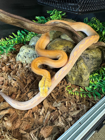 Purple albino golden child super dwarf Retic female poss het snow