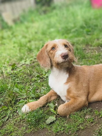 1 year old cockapoo called Winston