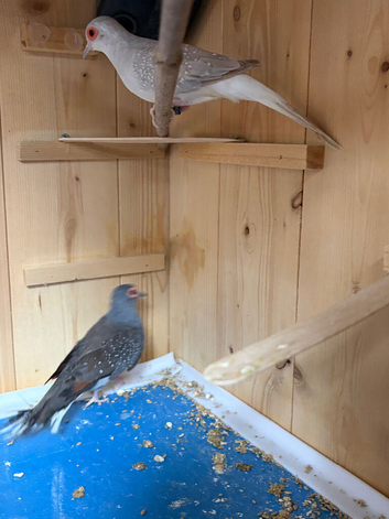 Diamond doves