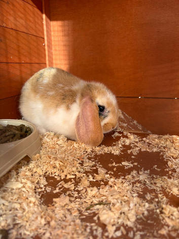 Lionhead & Lop Bunny Pair & Accessories Hutch