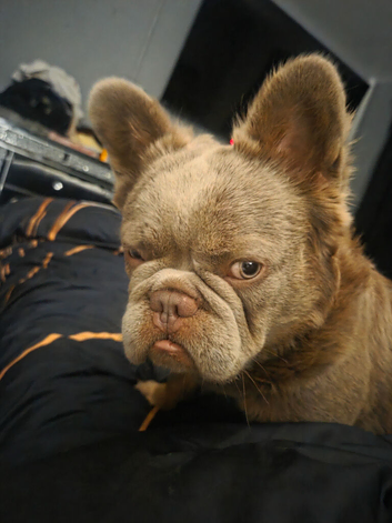 Fluffy french bulldog