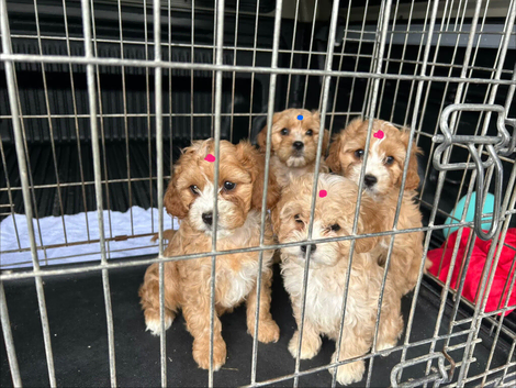 Cavapoo puppies