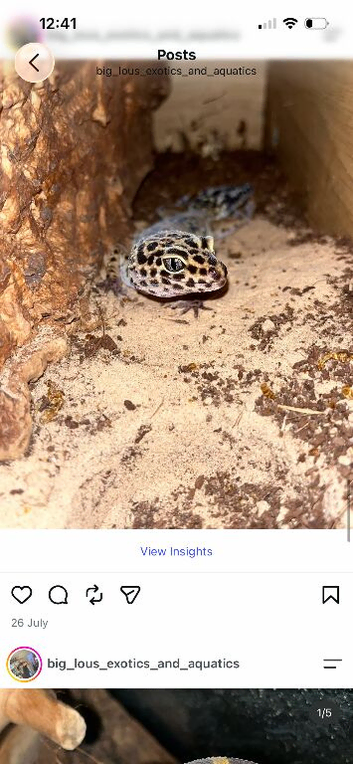 Leopard geckos