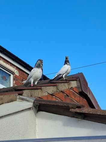 Budapest High Flyer Pigeons For Sale