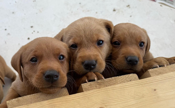Pedigree fox red Labrador puppies