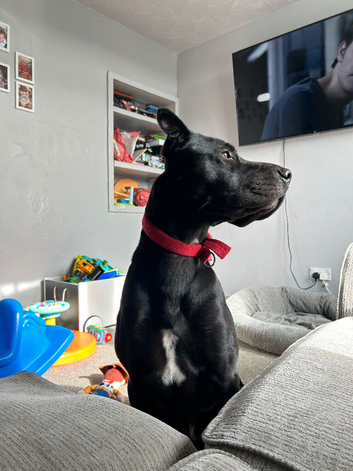 4 year old Hugo