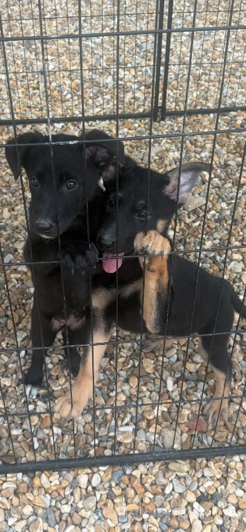 2 girls left German shepherd x german shepherd/belgian Malinois puppy's