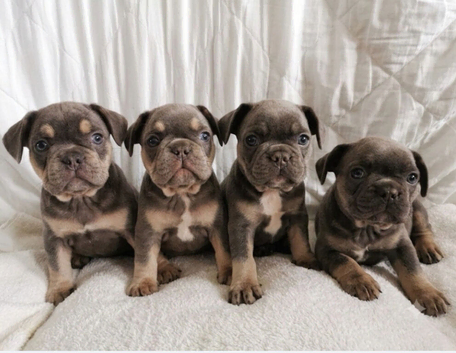 4 beautiful frenchie