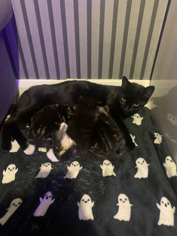 3 stunning kittens