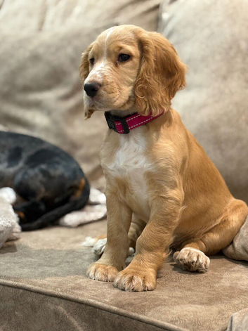 Cocker spaniel female 1 year old