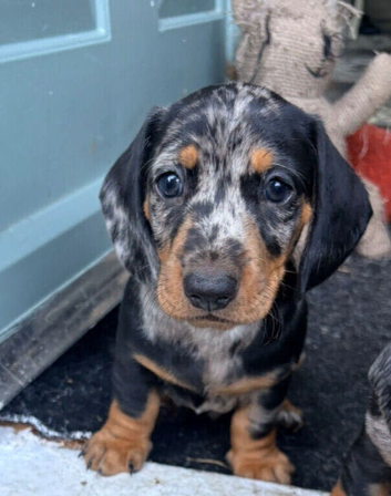 Beautiful Dapple Dachshunds