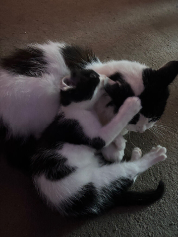 Male kitten