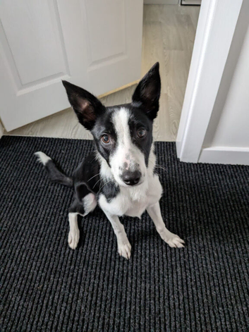 6 month old border collie female