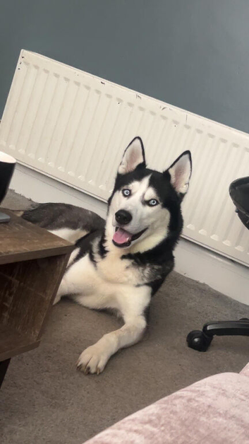 Huskie for stud