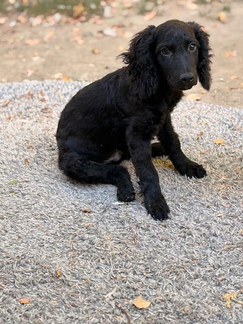 Black cockapoo puppy