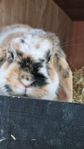 Mini lop please read description