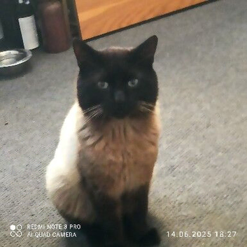 I lost my cat