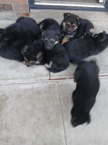 Gsd german shepherd
