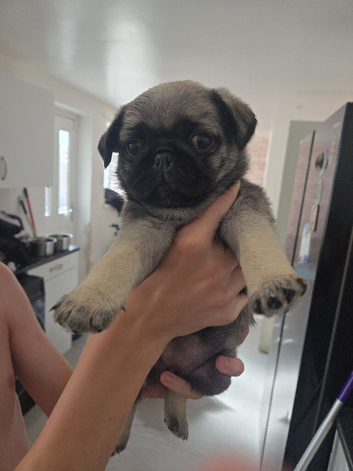 Pug puppies hull area