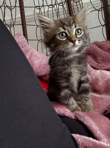 British long hair x bengal