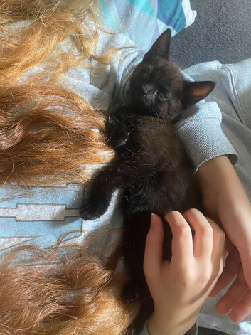 Mixed litter for sale kittens