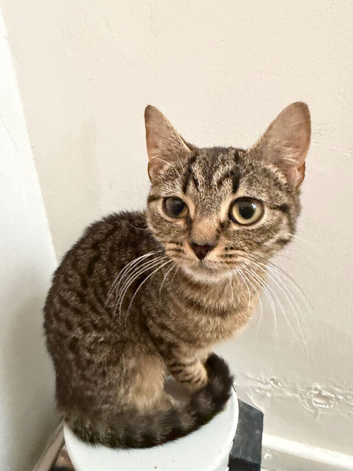 Mixed breed kitten