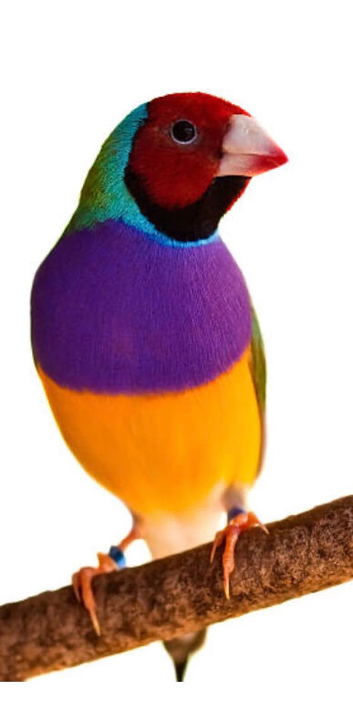 2026 Closed Ring Gouldian Finch Cock Birds