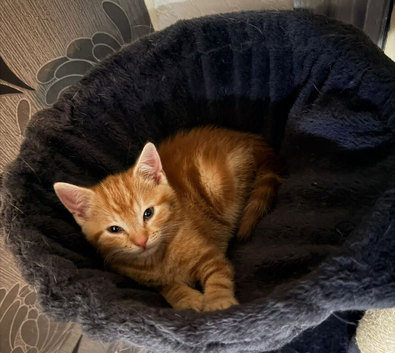 Orange Shorthair kitten