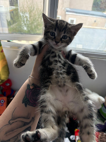 Tabby x Maine coon kittens