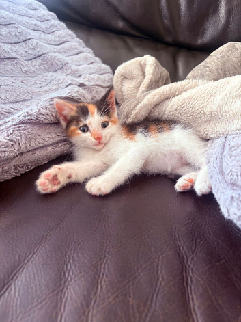 Beautiful little kittens