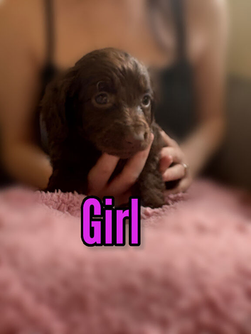 Cockapoo puppies