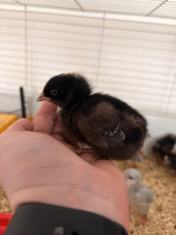 1 week old Unsexed Olive Eggers