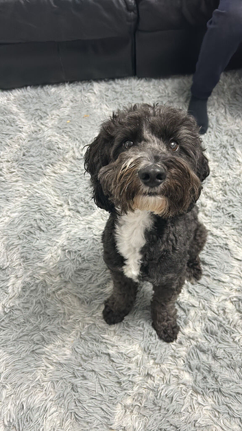 Three year old cockapoo