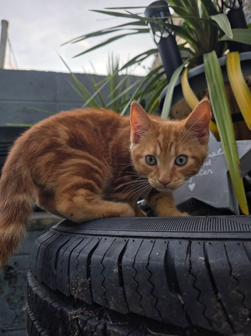 Sweet 12 week old kitten