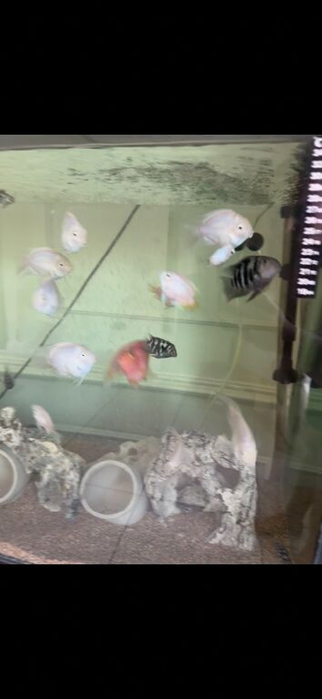Polar parrots fish