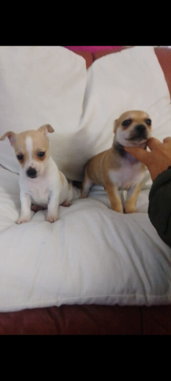NO PEDIGREE CHIHUAHUA