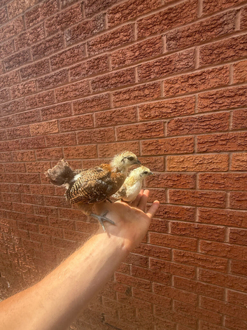 Bantam mix