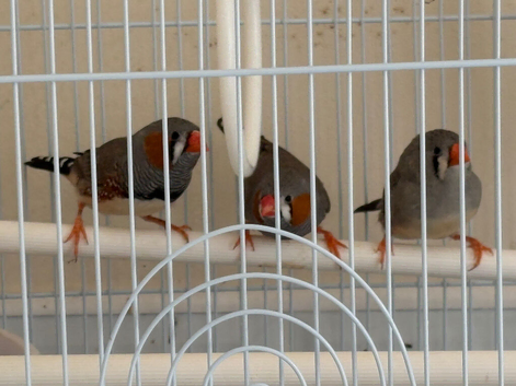3 males and 2 females available