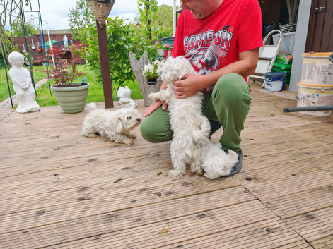 Stunning Maltichon Puppies (Maltese x Bichon Frise) &ndash; Both Parents Can Be Seen!