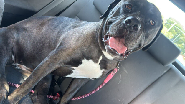 Dogue de Bordeaux X presa canario